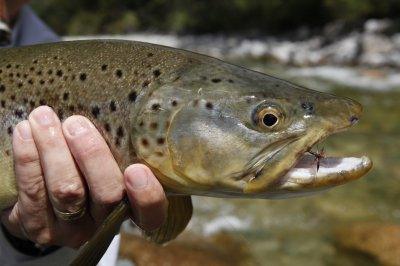 Dry Fly fish